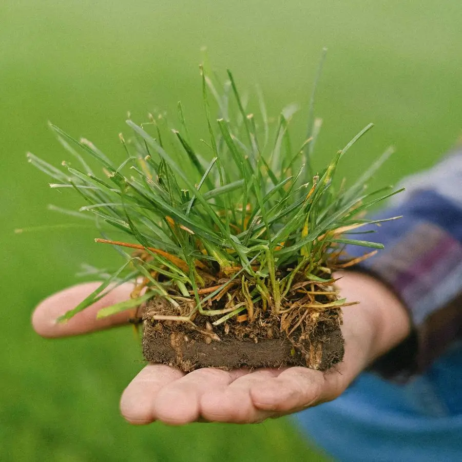 grass sod pod ecommerce seo